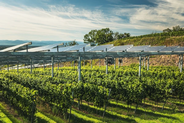 TECSOL-FRUT impulsa la agrivoltaica inteligente para una agricultura más sostenible